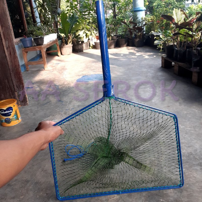 Serok brojol PIPA d6 8