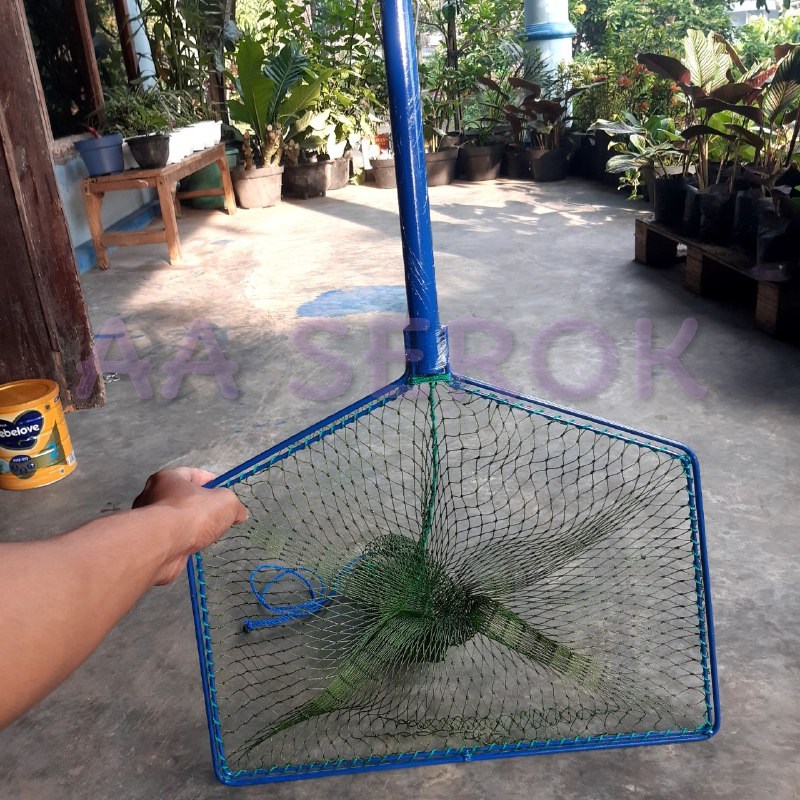 Serok brojol PIPA d6 9