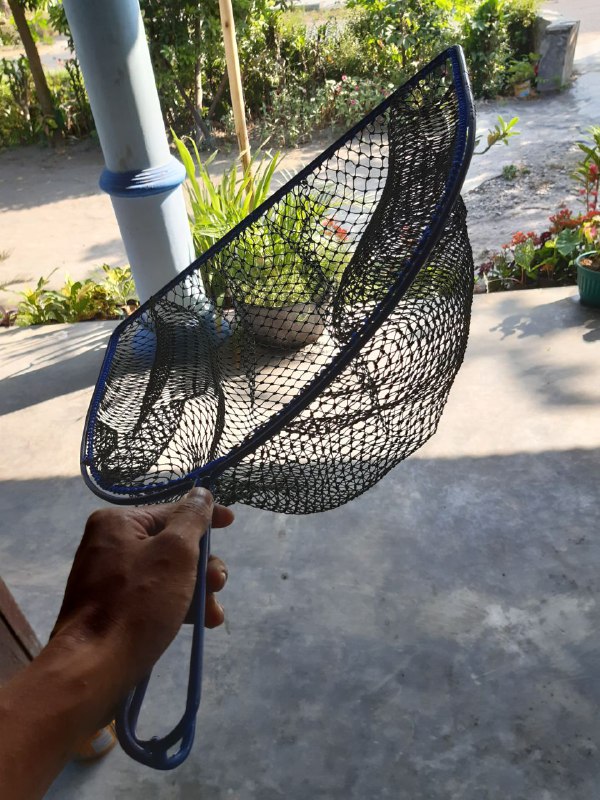 Serok paten BLIMBING d9 3