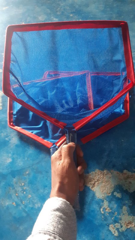 Serok Bibit Biru 2