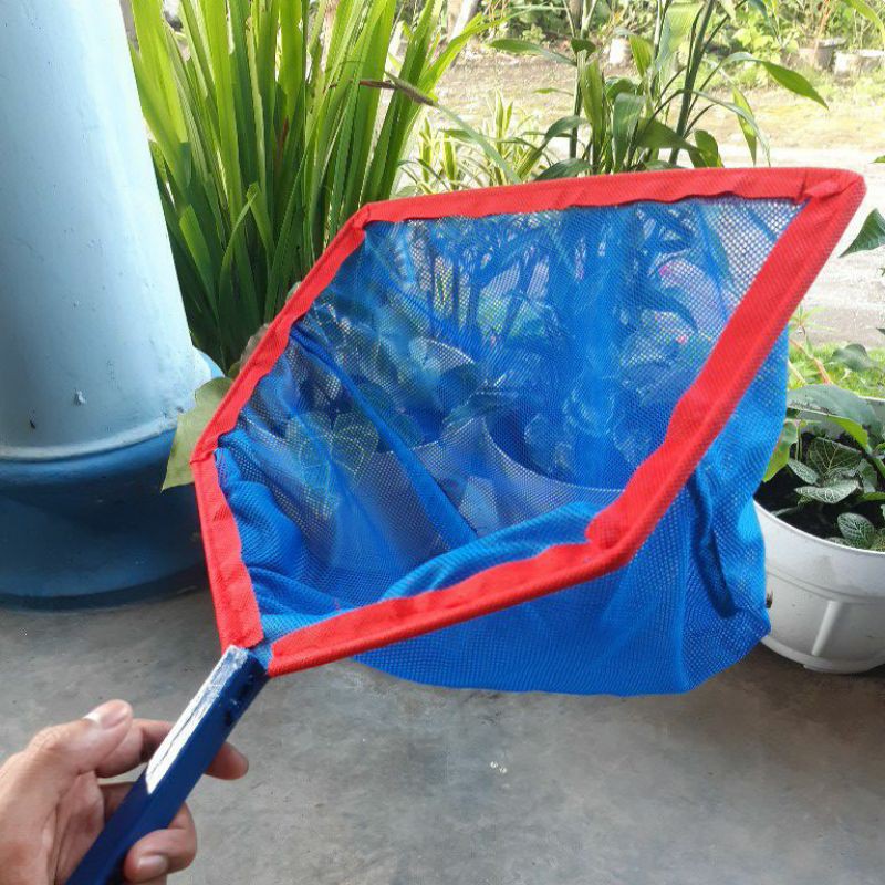 Serok Bibit Biru 3