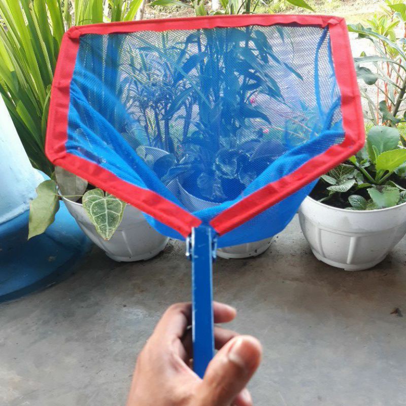 Serok Bibit Biru 4