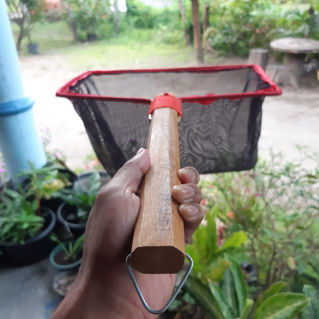 Serok 35cm BIBIT hitam