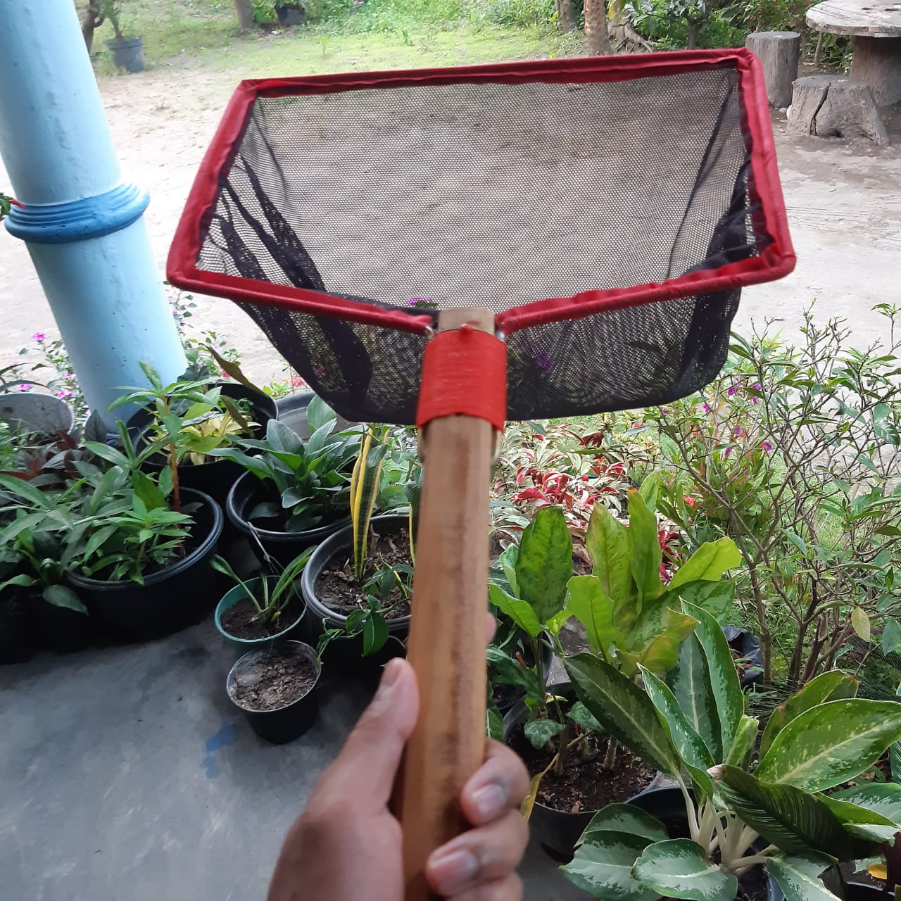 Serok 35cm BIBIT hitam 3