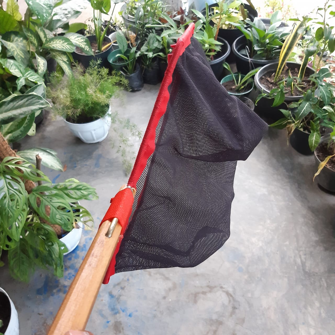 Serok 35cm BIBIT hitam 4