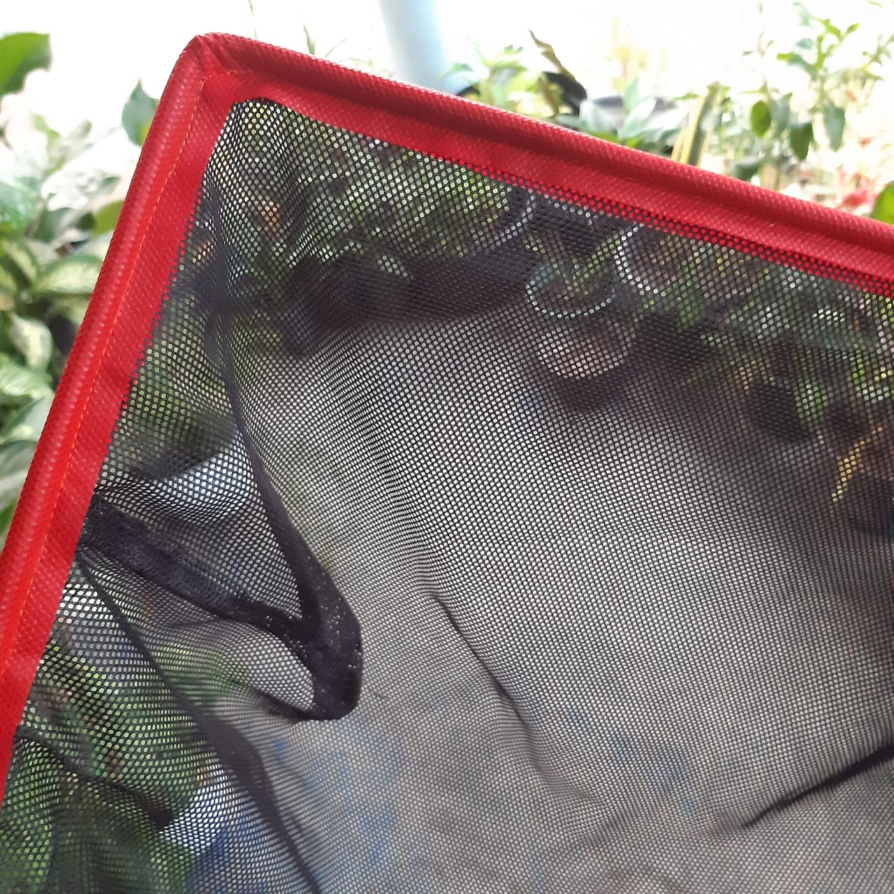 Serok 35cm BIBIT hitam 5